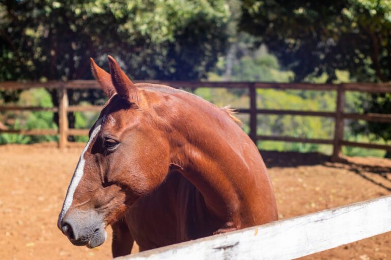 Extensão do pescoço