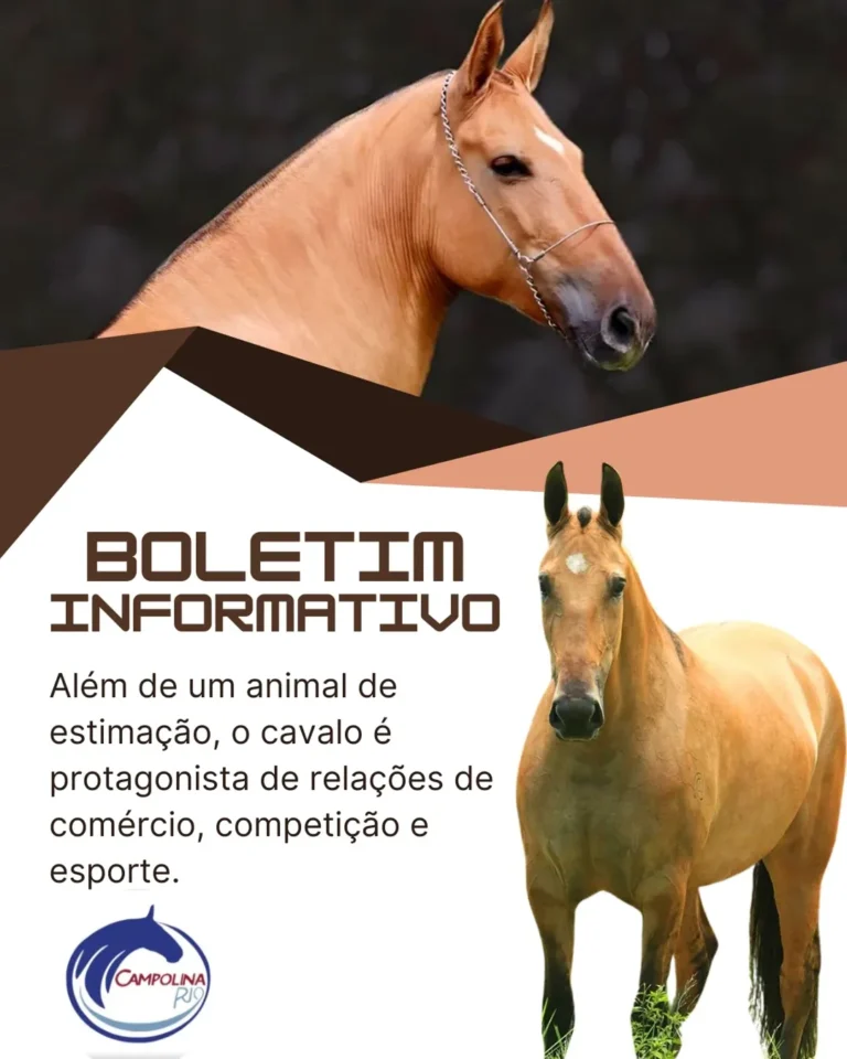 Boletim informativo da CCCRJ – 3ª Edição